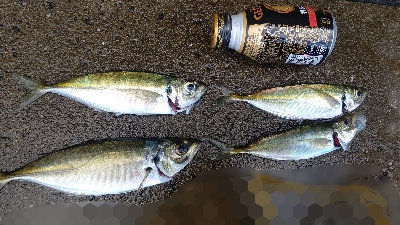 デイアジング！